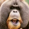 autismotheape